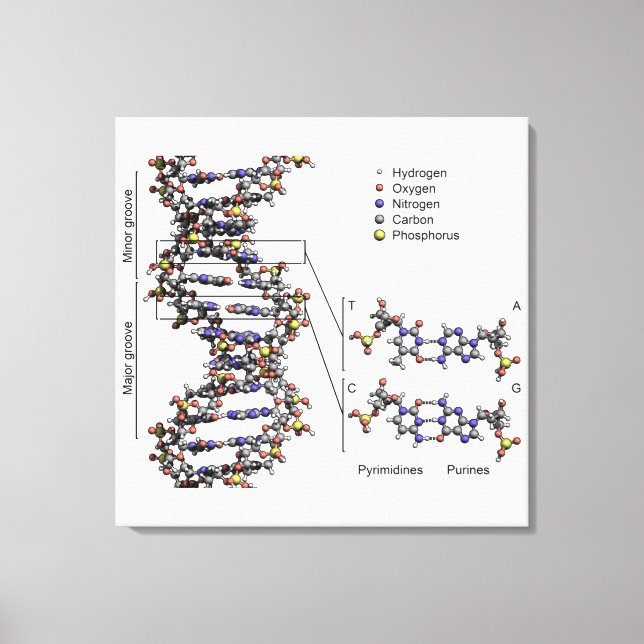 Toile Diagramme des bases de l'acide désoxyribonucléique (Recto)