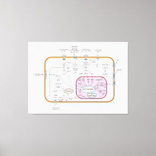 Toile Diagramme des voies de transduction du signal du g