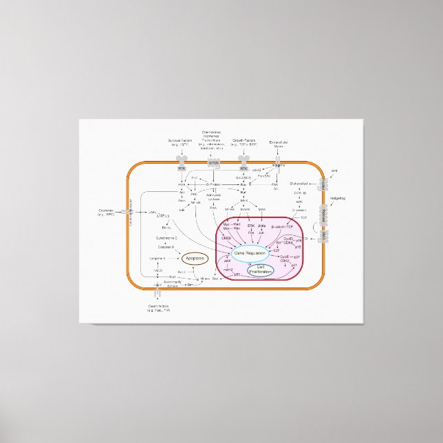 Toile Diagramme des voies de transduction du signal du g (Recto)