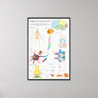 Diagramme du cerveau humain et du système nerveux 