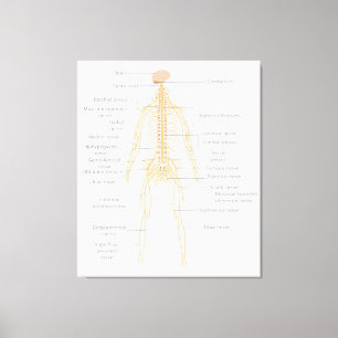 Toile Diagramme du corps nerveux du corps humain