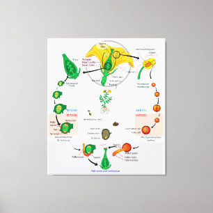 Toile Diagramme du cycle de vie de l'angiosperme Plante 