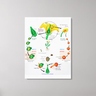 Toile Diagramme du cycle de vie des plantes à fleurs ang