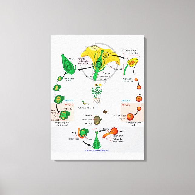 Toile Diagramme du cycle de vie des plantes à fleurs ang (Recto)