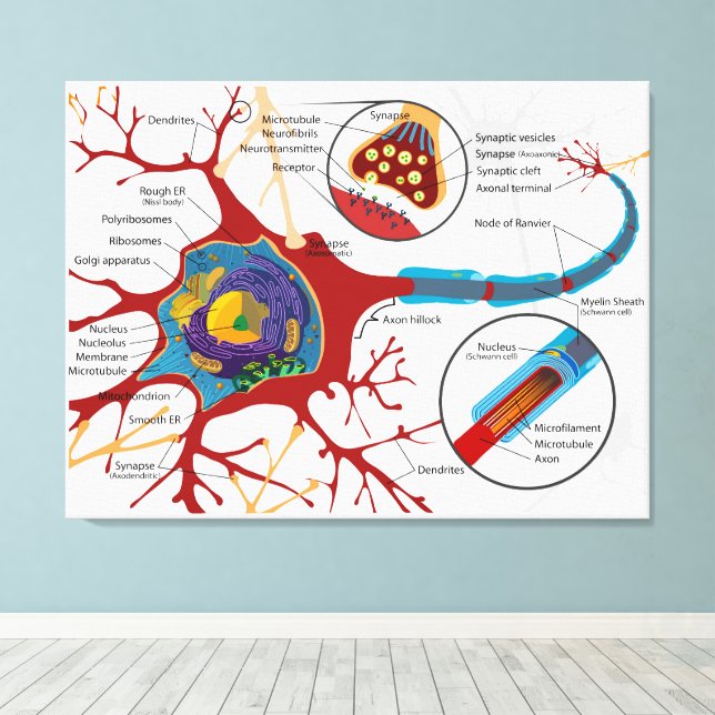 Toile Diagramme Neurone complet Cellule nerveuse Système (Insitu (Plancher de Bois))