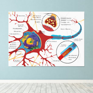 Toile Diagramme Neurone complet Cellule nerveuse Système