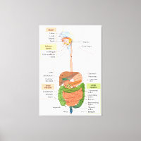 Diagramme Système digestif gastro-intestinal humai