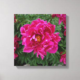 Toile d'impression photo Peony