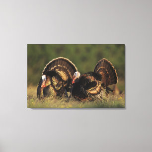 Toile Dindon sauvage, Meleagris gallopavo,mâles
