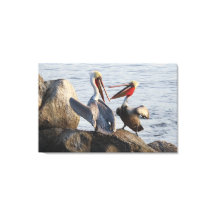 Discussions pélicanes - ou était-ce une plaisanter