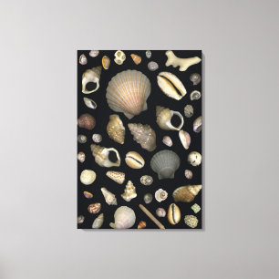Toile Diverses coquilles de mer