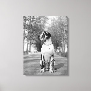 Toile Dogue Allemand tacheté