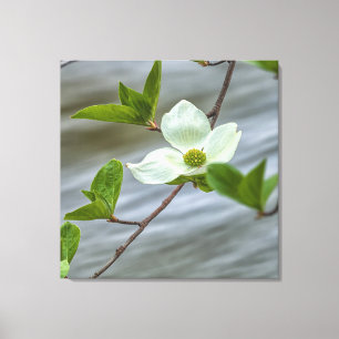 Toile Dogwood Pacifique
