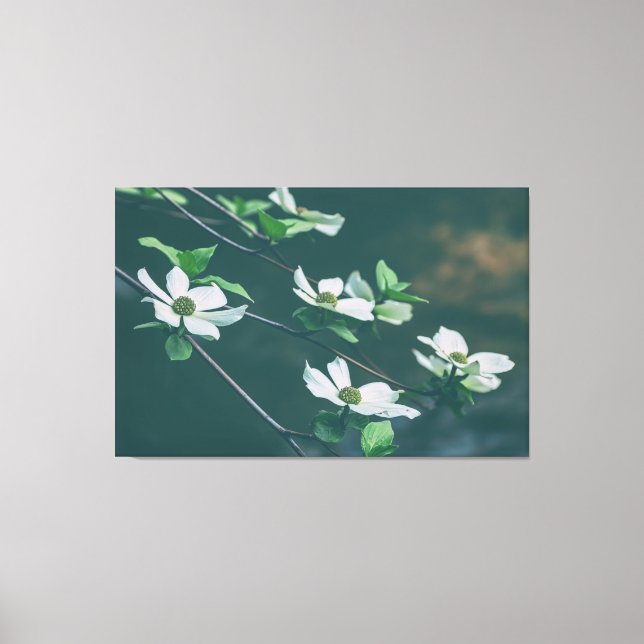 Toile Dogwoods du Pacifique (Recto)