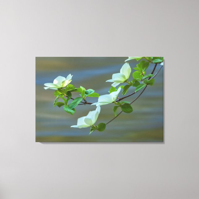 Toile Dogwoods du Pacifique (Recto)