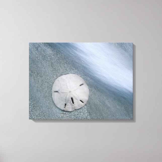 Toile Dollar de sable sur la plage | Île de Sanibel, Flo (Recto)