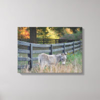 Donkey dans un champ d'automne