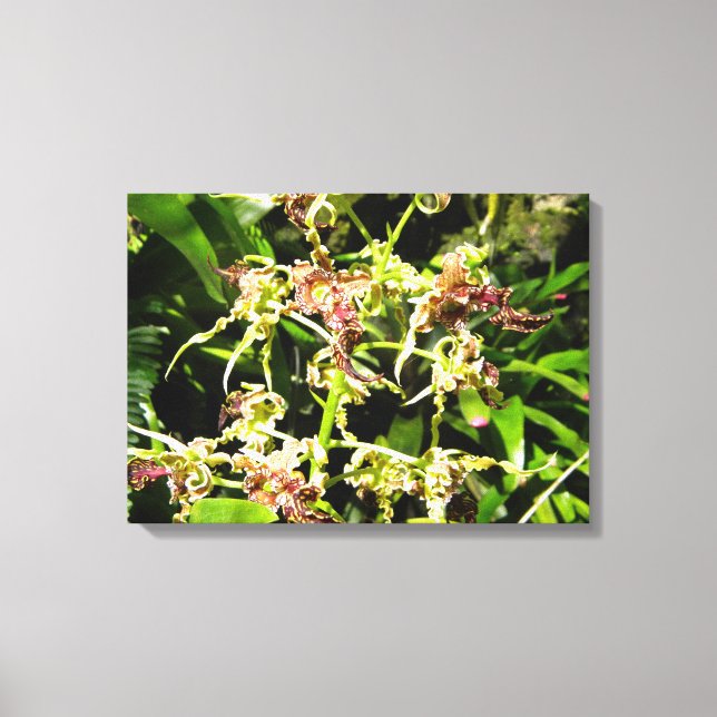 Toile d'orchidées (Recto)