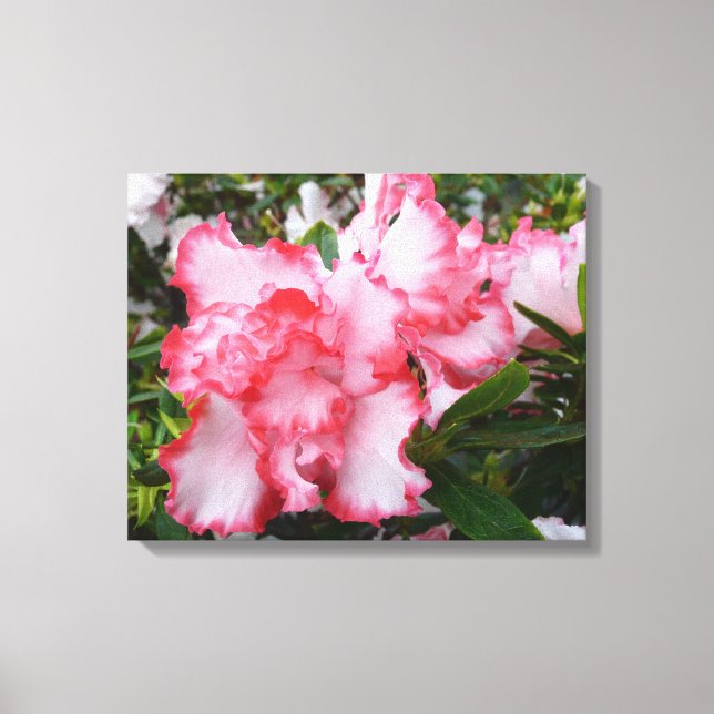 Toile Double rouge et blanc Azaleas printemps floral (Recto)