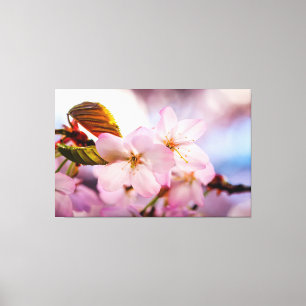 Toile Douces Fleurs De Cerisier De Couleur Rose Et Ciel 