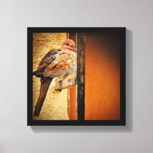 Toile Dozing Dozing Dove