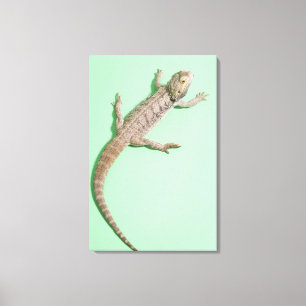 Toile Dragon barbu 2