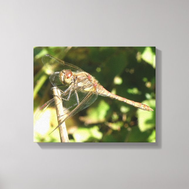 Toile Dragonfly on Twig Canvas Print (Recto)