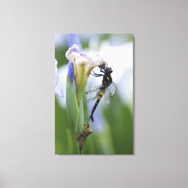 Toile Dragonfly sur iris (Recto)