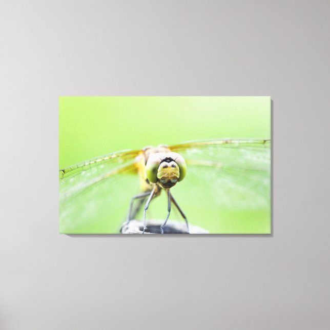 Toile Dragonfly (Sympetrum infuscatum) 2 (Recto)