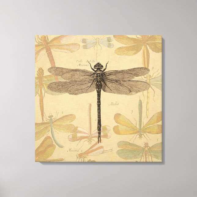 Toile Dragonfly Vintage Antique Classic Nature (Recto)