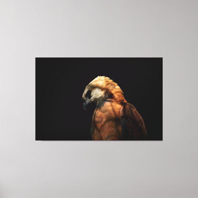 Toile Dramatic Low Key Portrait of a Majestic Hawk (Recto)