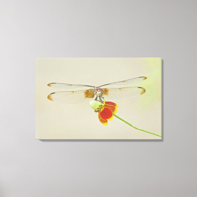 Toile Dythemis à damier (Dythemis fugax) sur Mexicain (Recto)