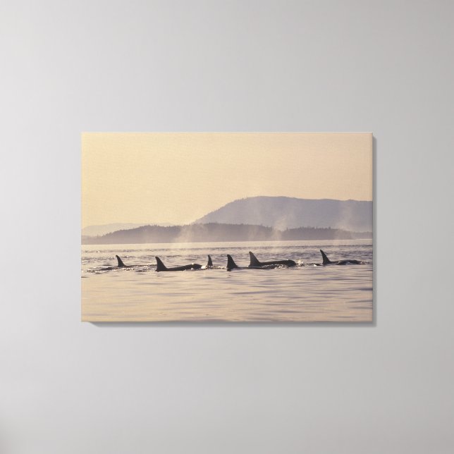 Toile É.-U., États-Unis, Washington, Îles San Juan Orque (Recto)