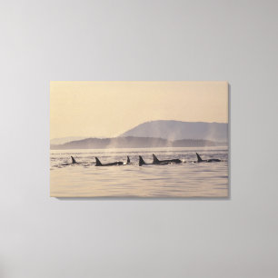 Toile É.-U., États-Unis, Washington, Îles San Juan Orque