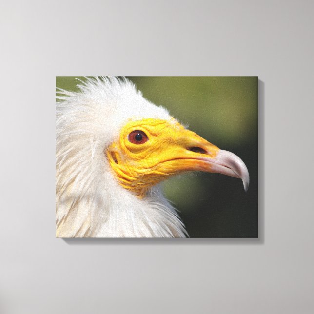 Toile Eagle (Recto)