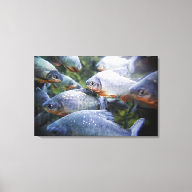 Toile École de Piranhas (Pygocentrus nattereri) (Recto)