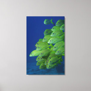 Toile École du français bluestriped et des grognements