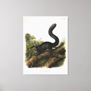Toile Écureuil ou écureuil gris mexicain par Audubon