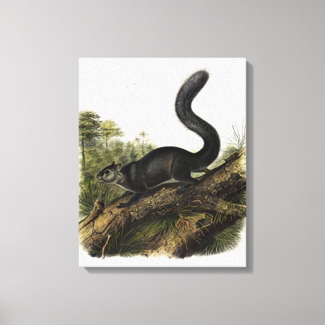Toile Écureuil ou écureuil gris mexicain par Audubon (Recto)