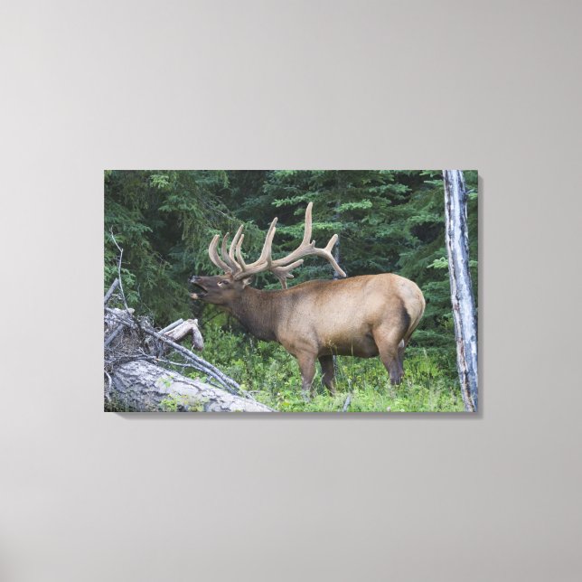 Toile Élan bugling dans le parc national de Banff, Canad (Recto)