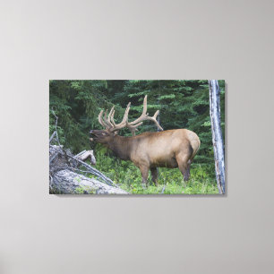 Toile Élan bugling dans le parc national de Banff, Canad