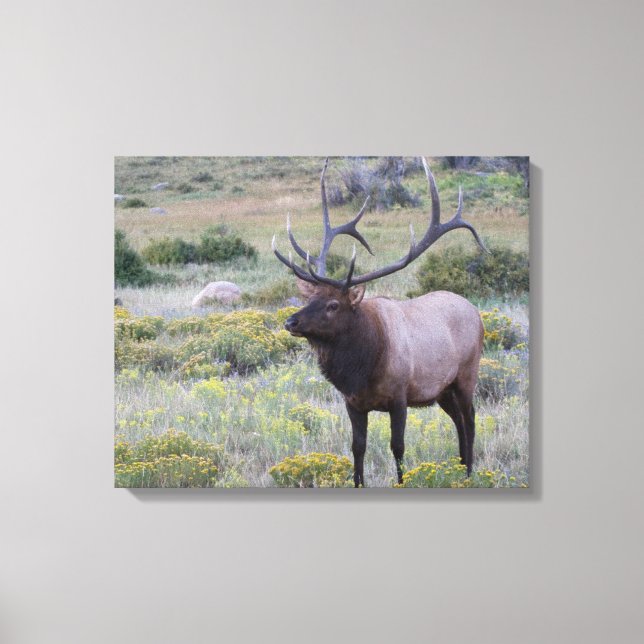 Toile Élan d'Amérique | Parc national des Rocheuses, Col (Recto)