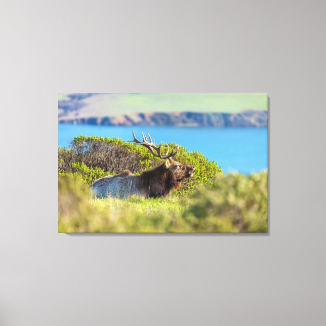 Toile Élan de tule au bord de la mer (Recto)