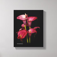 Élégant Calla Lilies