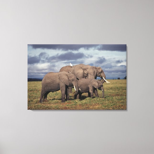 Toile Éléphant d'Afrique bébé avec sa famille (Recto)