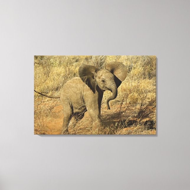 Toile Éléphant d'Afrique bébé, Loxodonta Africana, (Recto)