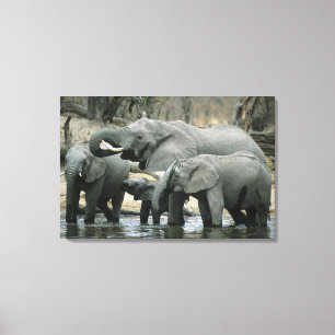Toile Éléphant d'Afrique, (Loxodonta africana), buvant