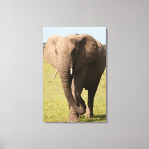 Toile Éléphant d'Afrique (Loxodonta Africana), Maasai