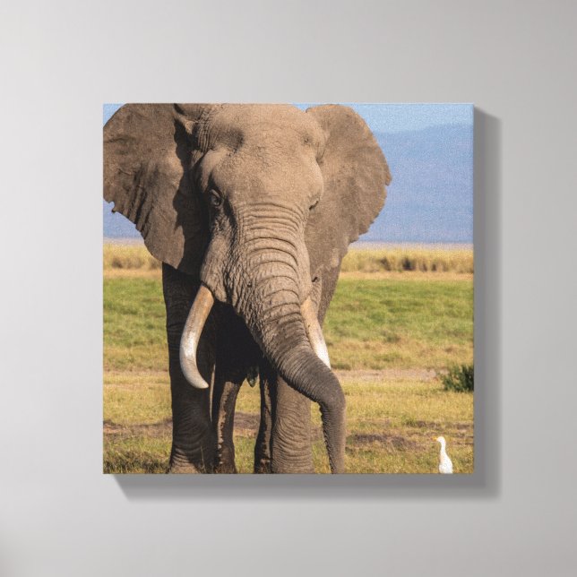 Toile Éléphant en recherche (Recto)