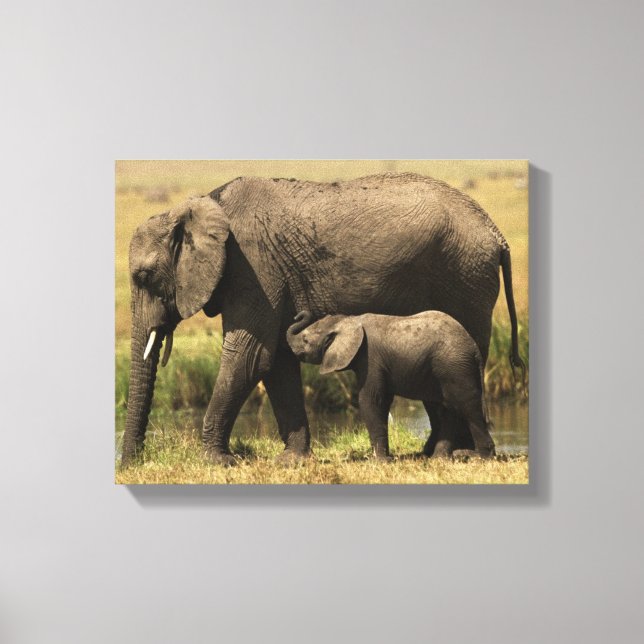 Toile Eléphants africains (Recto)